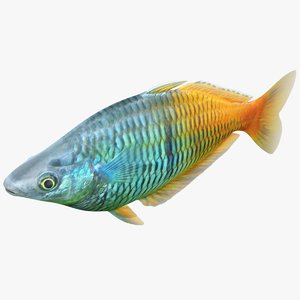 boesemani rainbowfish rigged 3D model