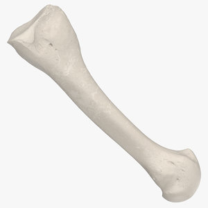 metatarsal bone 01 white 3D model