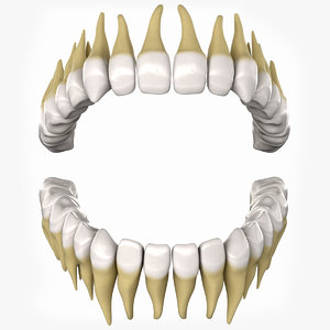 human teeth 3D model