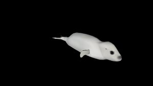 baby seal 3D