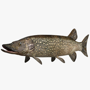 esocidae esox fish 3ds