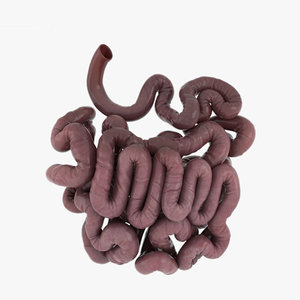 small intestine 3D model