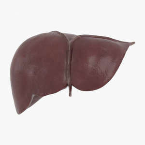 3D liver human man