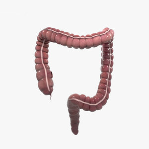 3D model large intestine