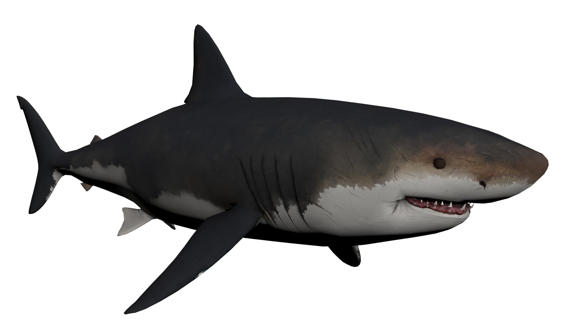 White shark megalodon 3D model TurboSquid 1549827