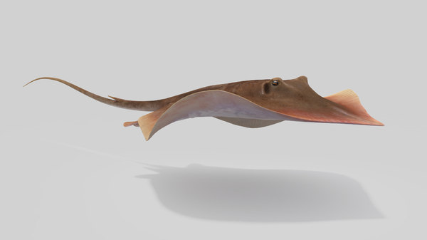 Stingray Animation Model Turbosquid
