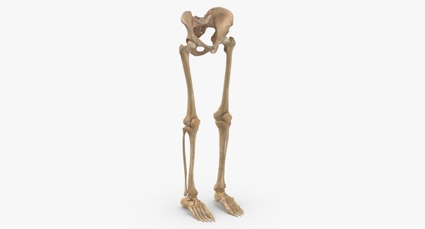 Model Animals with Pelvis Half Leg Bone Model Pelvis with Model Human ...
