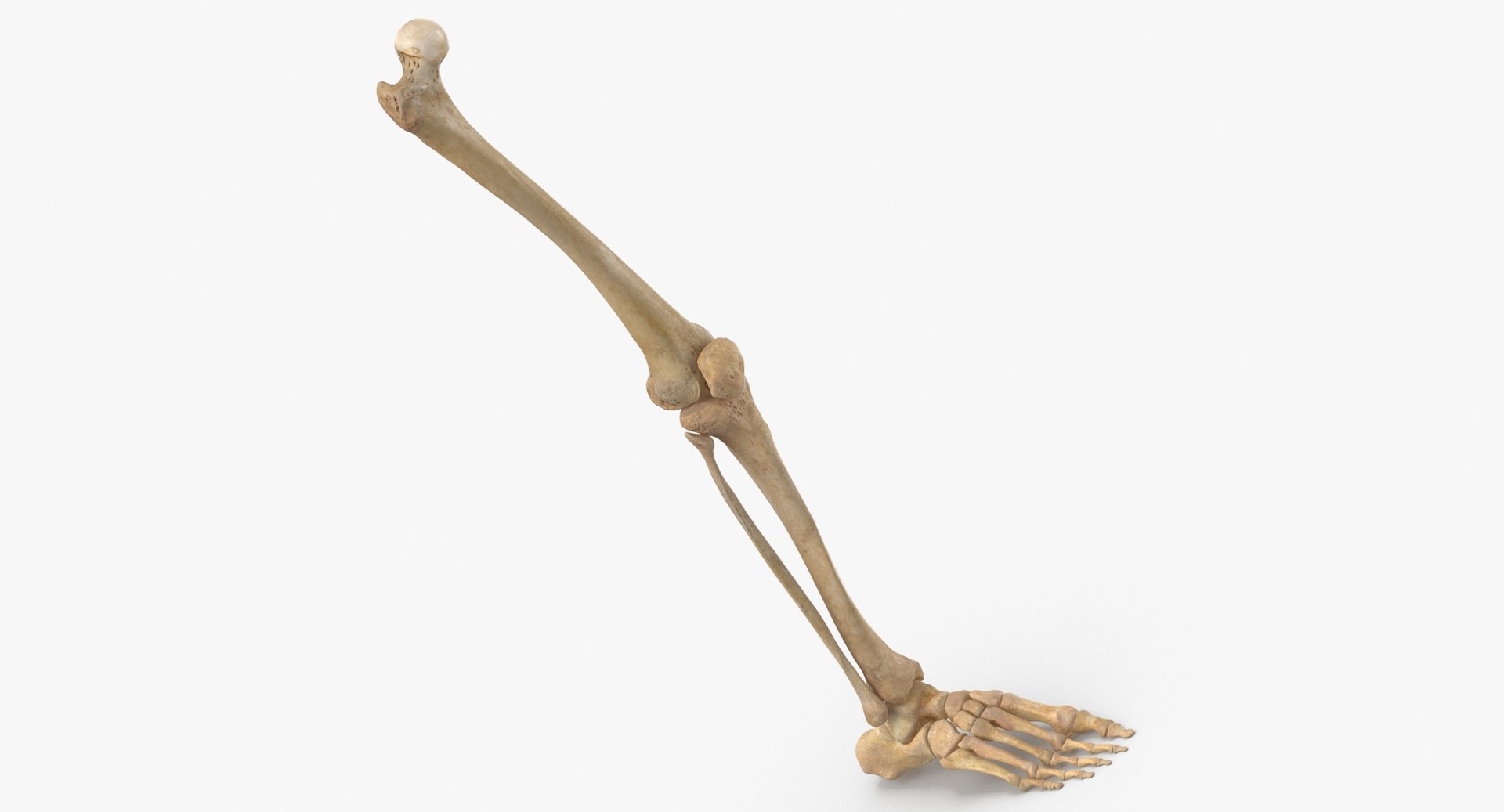 3D model human leg bones anatomy - TurboSquid 1550739