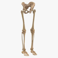 3d human pelvic bones