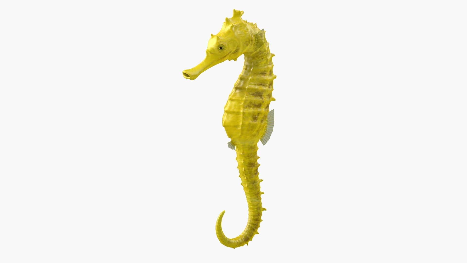 Slender seahorse hippocampus reidi 3D model - TurboSquid 1550804