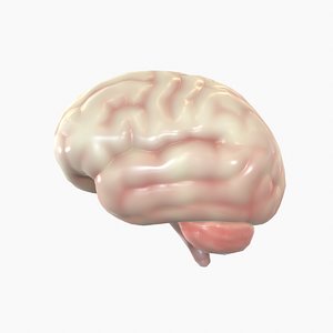 human brain 3D model