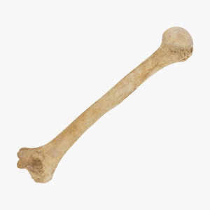 human humerus bone 01 3D