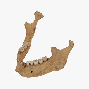 human jawbone mandible 01 model