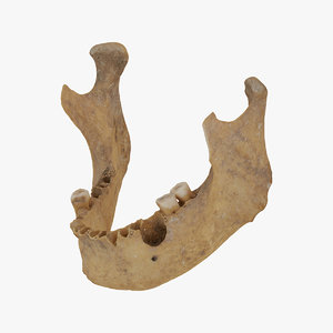 3D model human jawbone mandible 02