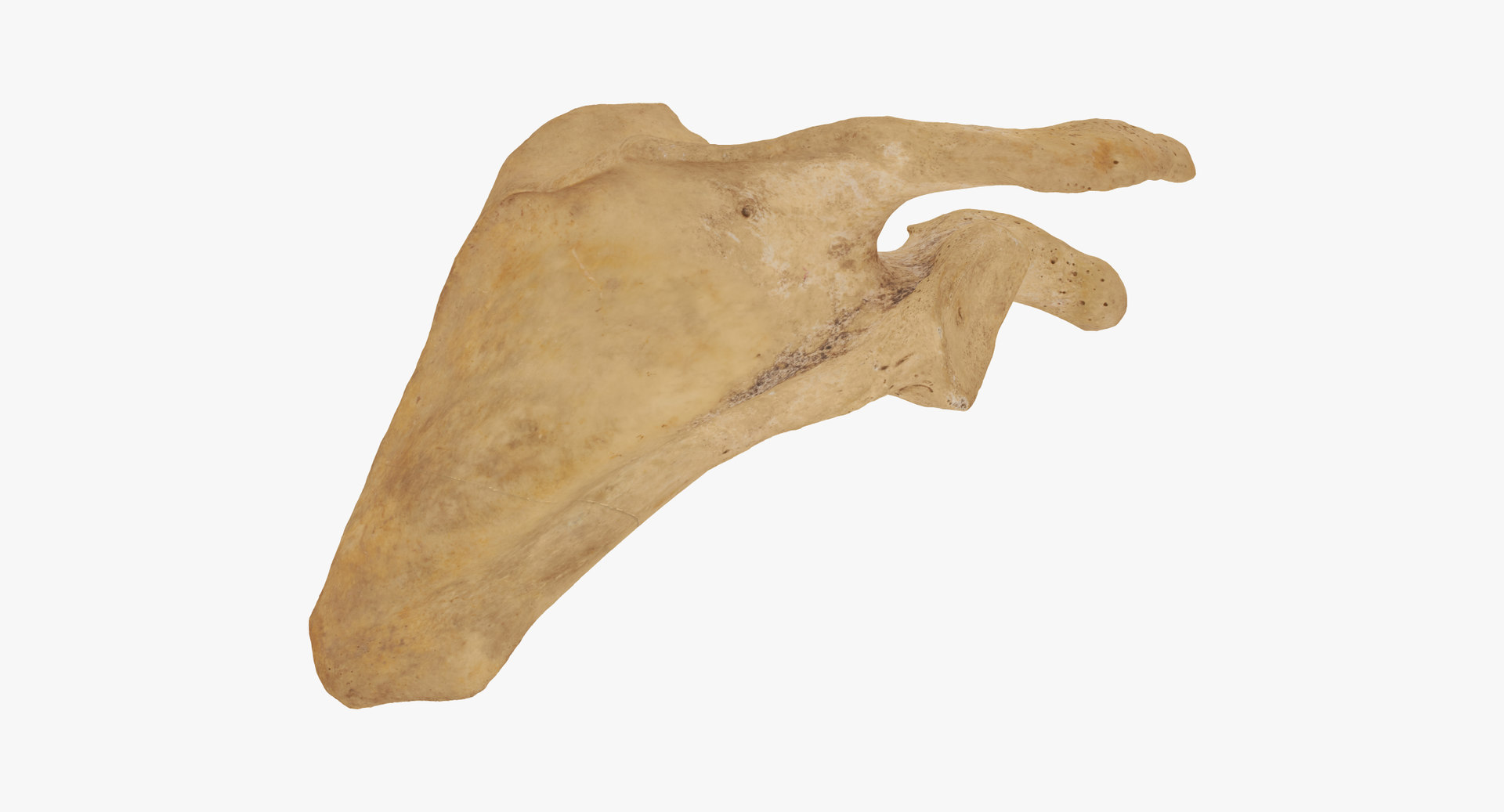 Human scapula bone 01 3D model TurboSquid 1550985