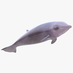 3D whale cuvier
