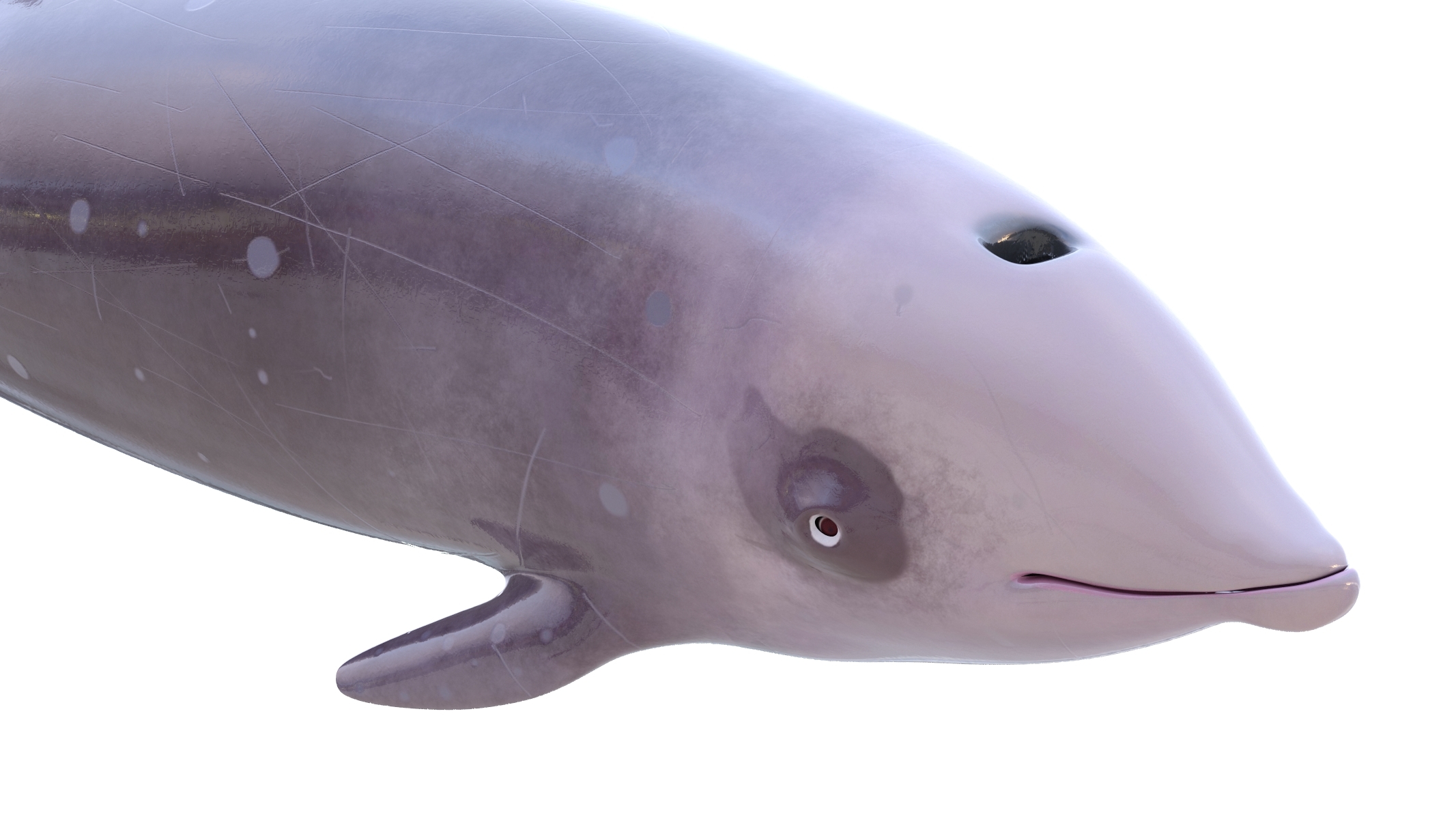 キュビエのアカボウクジラ3Dモデル TurboSquid 1550975