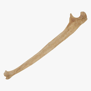 human ulna bone 01 3D model