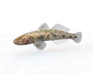 fish aquarium 3D model