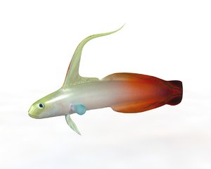 3D fish aquarium
