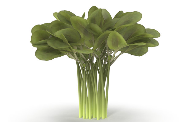 3d model daikon radish