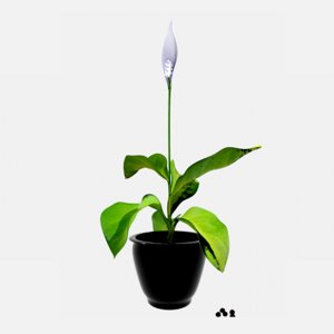 3D houseplant spathiphyllum