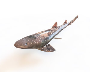 Free 3d Shark Models Turbosquid