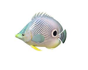 3D model fish