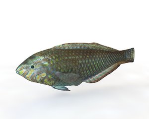 fish model