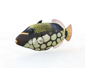 3D fish model