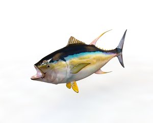 fish 3D