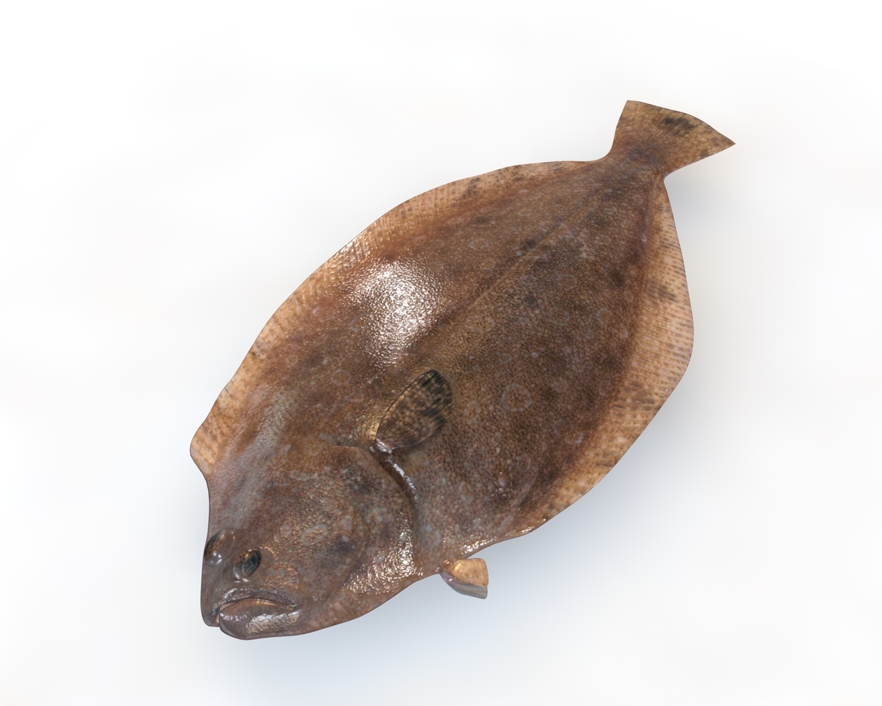 panamic flounder fish3d模型