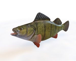 3D fish model