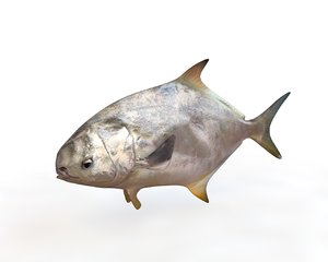 fish 3D
