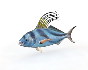 fish model