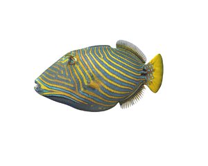 3D model fish