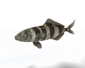 fish 3D model