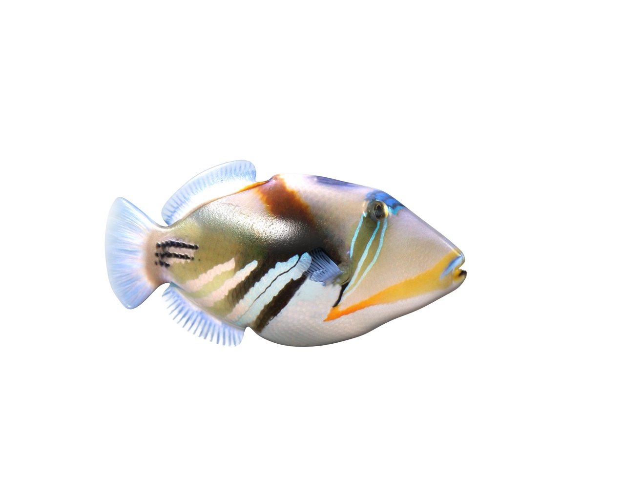 reef trigger fish3d模型