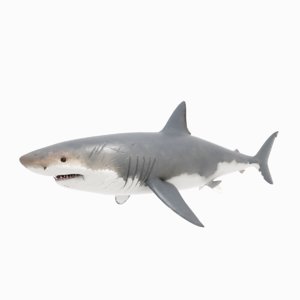 shark animations 3D model