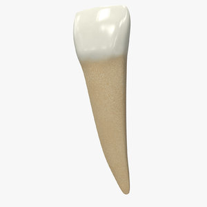human teeth lower lateral model