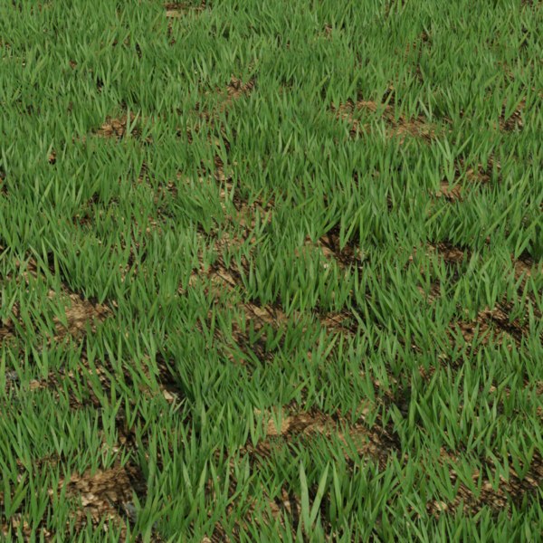 Grasses Blender Models for Download TurboSquid
