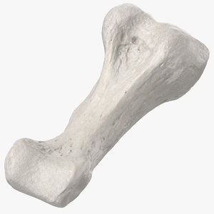 proximal phalanx bone little 3D model