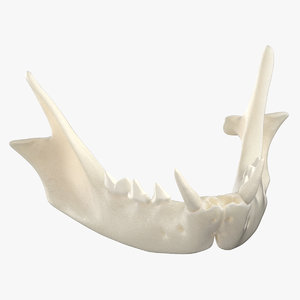 3D domestic cat jaw 01 model