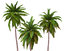 bark polys palms 3D model