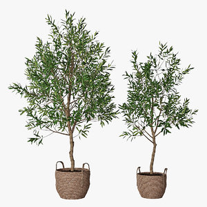 olive trees 3D model