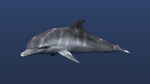 dolphin model