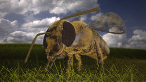 3D bee insect model