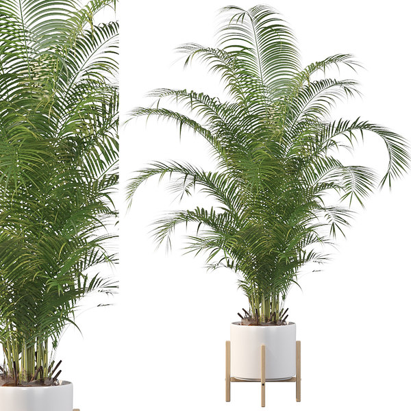 3d Areca Palm Turbosquid