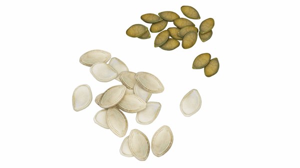 3d Model Pumpkin Seeds Turbosquid