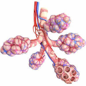 3D realistic human bronchi alveoli model